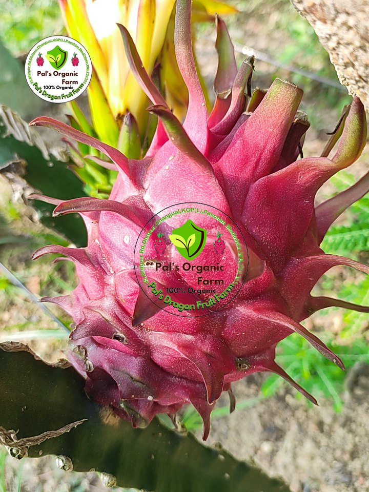 Red Dragon Fruit